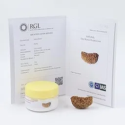 ShivaRatna 1 Mukhi Rudraksha with Certificate of Authenticity (Elite Range) Collector Size-picture-42