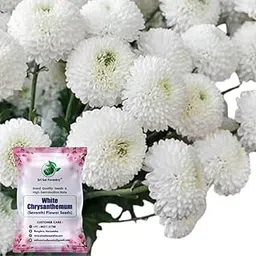 SRI SAI FORESTRY White Chrysanthemum Flower Seeds, Sevanti, White Shevanti Color Seed Ornamental Plant Seed for Home Garden Terrace Apartments Balcony Pack of 100-image-9
