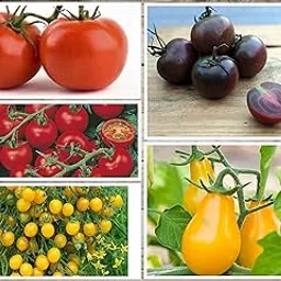 OL Seeds - 5 Varieties of Tomato Seeds Combo For Your Garden-image-1