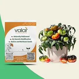 Valar African Togo Tomato | Open Pollinated Non-GMO Seeds | Easy to Grow for Home & Balcony Gardening-picture-30