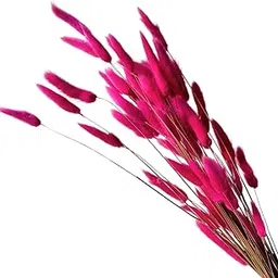 IDIKA Living Bunny Tails Dried Flower| Dried Grass | 50 Stems | Soft, Fluffy & Long-Lasting for Aesthetic Home Styling & DIY Bouquets(Pink)-image-88
