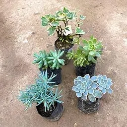 Set of 5 English ivy, String of Banana, Sedum Brush, Sedum Adorn & Sedum Blue Succulent in 3 Inch Nursery Plant-picture-17