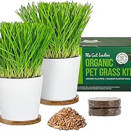 The Cat Ladies Cat Grass Growing kit with Organic Cat Grass Seed, Soil and Two Ceramic Planters with Bamboo Trays Natural Hairball Remedy-image-43