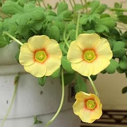 Radha Krishna Agriculture® Oxalis Regnelii mix colour Flower Bulbs For Outdoor And Indoor Gardening Pack of 5 Flower Bulbs-image-36