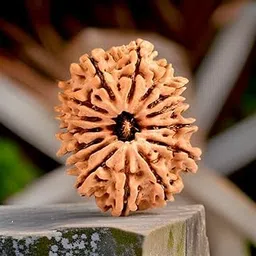 WorldwideGem Premium 15 Mukhi Rudraksha Original Certified 15 मुखी रुद्राक्ष Pandra Mukhi Rudraksha Fifteen Mukhi Rudraksha Holy Bead 15 Face Rudraksha Natural Pandrah Mukhi Rudraksha for Astrology-picture-15