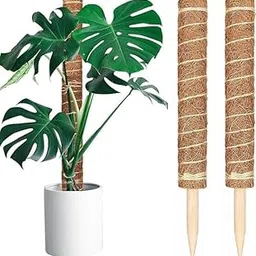EcoGrow Ventures Coco Pole Coir Moss Stick 2 Feet Length 90cm 2 Pieces for Money Plant Support Indoor Plants House Plants and Plant Creepers-image-42