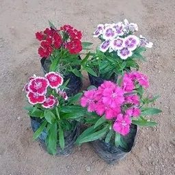 Mphmi Live Plants Set of 4 - Dianthus (colour) in 4 Inch Live Nursery Plant-picture-21