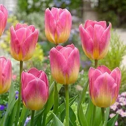 Mphmi Seedless Plant Flower Bulbs Plants Tulip Tom Pouse (Pink, Yellow) - Bulbs-image-80