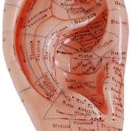 R A Products 600pcs/lot ear press seed Auricular Vaccaria seed with English ear probe 17cm ear model acupuncture needle ear bead slimming bod-image-50
