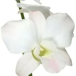 Large Matured size Dendrobium Live Orchid Plant - BIG JUMBO WHITE-picture-12