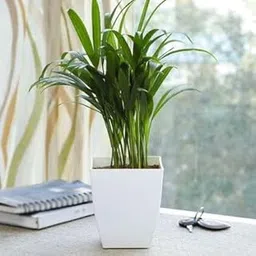 Mphmi Live Plants Green Paradise Air Purifier Areca Palm for Tabletop Indoor Live Plant in Perennial plants Pot-image-88