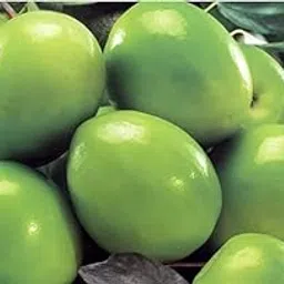 Very Nice & Teste Live Thai Green Jujube Fruit/Thai Green Apple Ber Original variety Plant(Pack Of-1) Healthy Grafted Hybrid Plant For Your Outdoor Garden(Fruits After 1Year).-picture-31