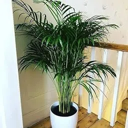 FasanGreen Foliage Areca Palm for Indoor & Outdoor with Grow Bag (Multicolor, 310mm) (4081)-picture-24