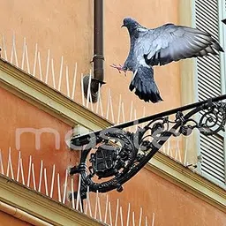 Pigeon Spikes for Balcony Railing (20 Pcs Pack) Anti Pigeon Spike | Polycarbonate Bird Control Spikes for Balcony, Window AC, Split AC-picture-29