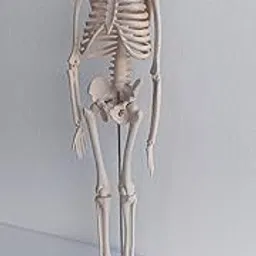 E-Medi-45cm Imported Articulated Human Skeleton Model for Lab Instruments.-picture-19