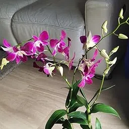 Live orchid plants with flowers,Orchid plant (Pack of 2 With Pot)-picture-26