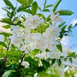 Indian Gardening Indoor Fragrant Wrightia Religiosa Water Jasmine Live Plant – Decorative Use | Air Freshening | Balcony Placement | Easy to Maintain-image-77