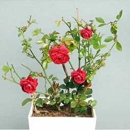 Red Desi Rose Live Plant Desi Gulab Plant Rosa moschata Flower Plant All Season Plant Fragrant Rose Plant For Home and Garden Desi Rose Flower Plant D1-picture-29
