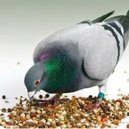 Pigeon Food Mix - 1kg(Multigrains & Seeds)-picture-22
