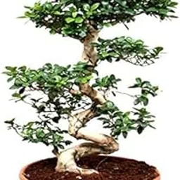 Bur Bonsai Live Plant - 12 Years Old Ficus Microcarpa Multicurve Bonsai Plant | Well Trained & Unique Bonsai Plants for Home Indoor | Ideal for Office, Living Room, Balcony |Height 70cm-picture-17