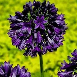 Agapanthus Imported Flower Bulbs for Home and Gardening Pack of 4 Bulbs (dark purple)-picture-53
