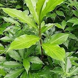 Original Insulin Live Plant for Diabetes/Live Medicinal/Costus Igneus/Ayurvedic Plants for Diabetes | Medicinal Leaves (Pack of 1) NH_2-picture-20
