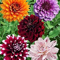 Zabbus Seeds Dahlia Mixed Colour Flower Seeds Hybrid F1 Seeds for Home Garden All Season pack of 50 seeds-picture-19