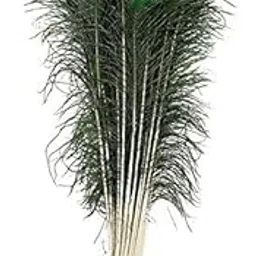 ASTRELLA Pack of 20 Decorative Feathers (22-25 Inches Peacock Feather)-picture-11