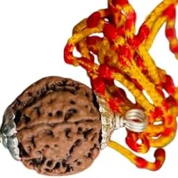 Four Face Rudraksha Original Certified Natural Nepali 4 मुखी रुद्राक्ष Genuine Brown 4 Faced Ruthratham Genuine चार मुखी रुद्राक्ष ओरिजनल Rare Found Chaturmukhi Char Mukhi Ruthraj-image-34