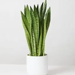Live Snake Plant Indoor (Tall Sansevieria plant variety for more Air Purification and Oxygen)(pack of 1 healthy plant,No Pot) (Pack Of 1)-picture-41