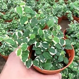 Mphmi Ficus pumila variegated, Creeping fig variegated - Plant-picture-12