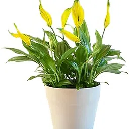 Yellow Peace Lily Indoor Plants for Living Room | Live Plants | Plants without Cream Self Watering Pot for Home | Air purifier plants-picture-22