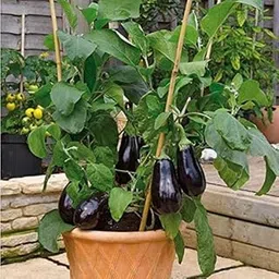 JooGTooK Live Brinjal - Baingan Round- Vegetable Plant with Pot-picture-17