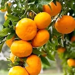 PAJUSDYASI-Sweet ''Orange Bhutani Chataki Fruit'' Variety Santra Grafted Live Plant Tree || For Home Garden Outdoor & Indoor Healthy Plant.-image-86