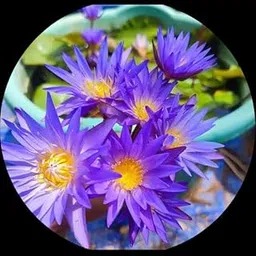 Blue Water Lily Live Plants, Pack of 2, Aquatic Flowering Plants seed-image-27