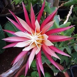 greEen Earth™ Fishbone cactus (Epiphyllum anguliger) Small Healthy Plant-picture-18
