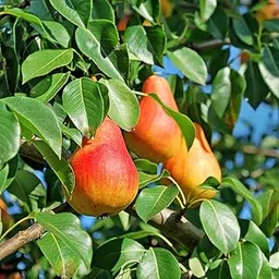 Fruit Live Plant (Babugosha Fruit Plant)-image-0