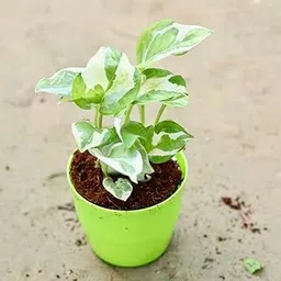 Money Plant N'joy in 4.5 Inch Classy Fancy Perennial plants Plant (colour)-image-10