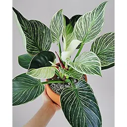 Live Indoor Plant For Home & Office Table Top Decoration - White Striped Philodendron | Air Purifying Variegated Indoor Plant | Small Plants for Home Decor-picture-35