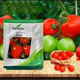 Seminis Hybrid Tomato Ansal Seeds 8gm- 3500 Seeds-picture-25