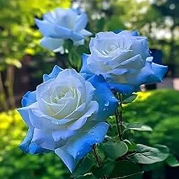 Manjuu Special Multi Colour Rose Grafted Live Plant, Rubiginosa Rosa, Deri Rose, Golap Flower Healthy Live Plant (Without Pot) Pack Of 01 Code -ManjuuSpecialMultiRose032-picture-15