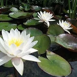 Kapebonavista Nymphaea Alba European White Water Lily-picture-16