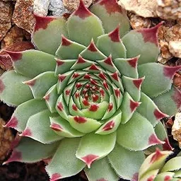 NEW DEBNATH NURSERY` Original Red Tip Laxmi Kamal Sempervivum Live Plant FDH546-image-12