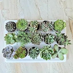 TOFOH assorted succulent set of 15 (BARE ROOTED), live succulent plants, succulent plants combo, any 15 succulent variety-image-1