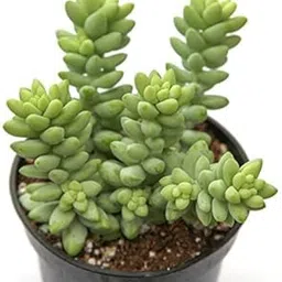 PlantaZee Succulent Live Plant Sedum-burros-Tail Decorative Plants for Living Room Architectural Plant vastu Plant-picture-12