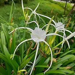 AkGreens Bulb Plant Spider lily (sudarshan)-2Bulb-picture-22