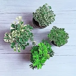 Combo of 4 Plant it Yourself (PIY) Snowflake, Green, Variegated and Miniature Ming Parsley Aralia Plant | Indoor Plants for Living Room-image-79