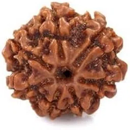 MAA SHAKTI GEMS Genuine Seven Face Rudraksha Nepali Beads Superb Brown सात मुखी रुद्राक्ष For Make Pendant Real 7 Mukhi Rudraksha IGL Lab Certified Blessed Lord Lakshmi Sat Mukhi Rudraksha-picture-19