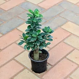 Ficus Bonsai in 3 Inch Plant Natural Miniature Live Outdoor Nursery Bag-picture-45