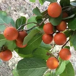 Mphmi Live Plant Nursery NCR Kuchla Live Nursery Outdoor Indoor Grafted Plant-picture-32